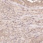 Anti-GAPDH Rabbit Monoclonal Antibody